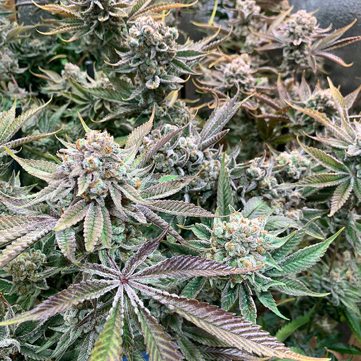 9LB Hammer (Teen)