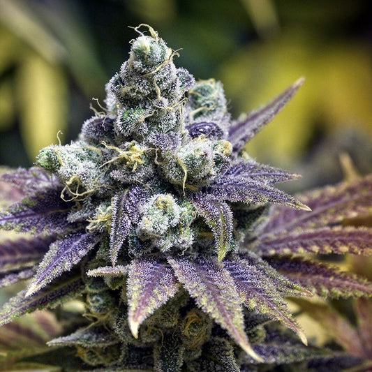 Alpha Blue aka Dream Diesel (Teen)