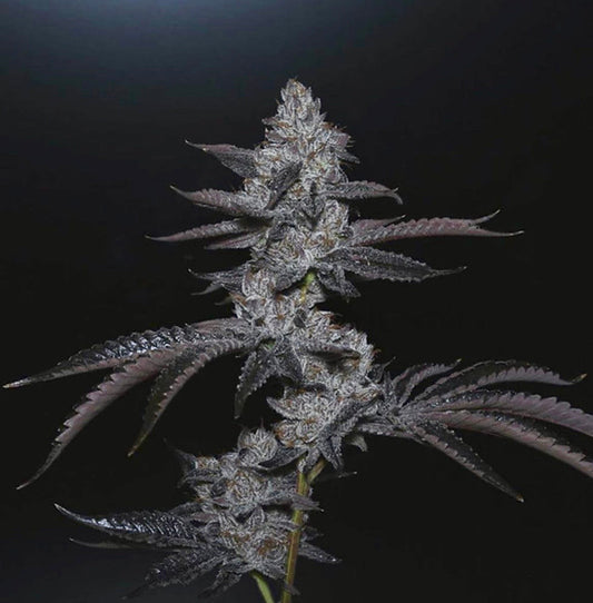 Blue Nerdz Clone
