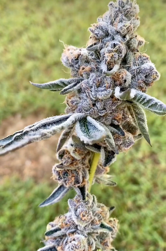 Blue RITZ Clone