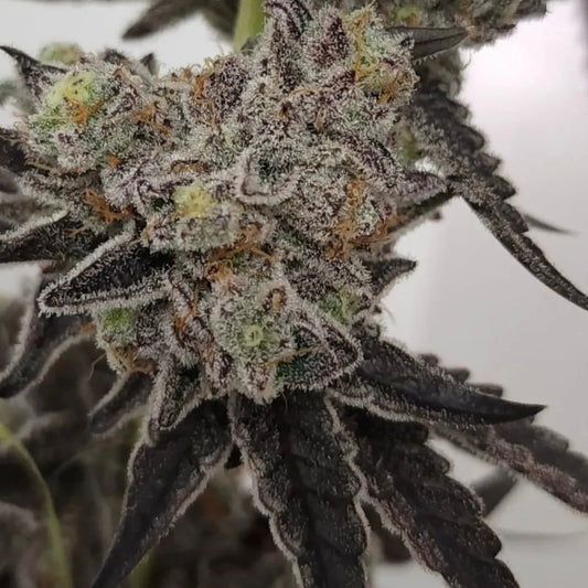 Blappin Berries Clones