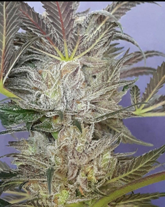 Black Raspberry (Teen)