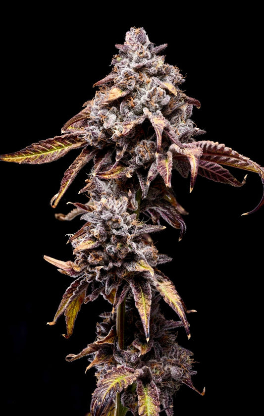 Bananaconda #4 (Honey Sticks)