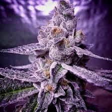 Candyland Clone