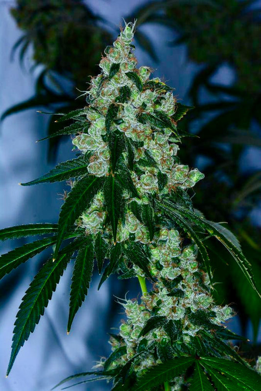 AJ’s Sour Diesel