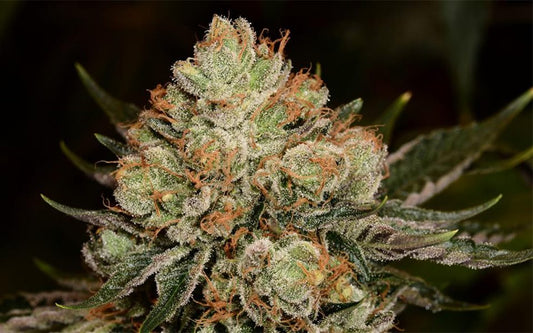 Alien OG Strain