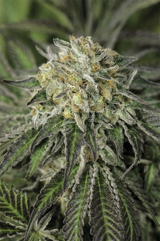 Amherst Sour Diesel (Teen)