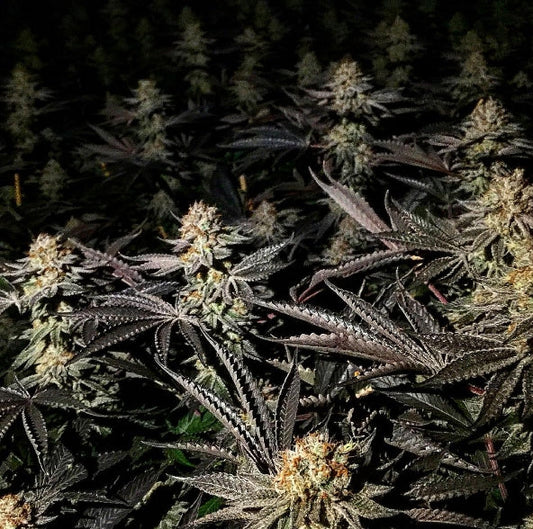 Black Mamba (Teen)