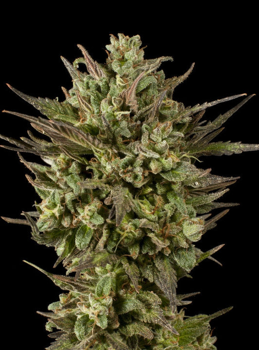 Blackberry Fire (Teen)
