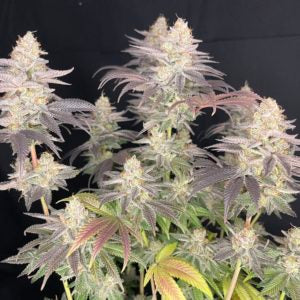 Blood Orange Tangie (Teen)