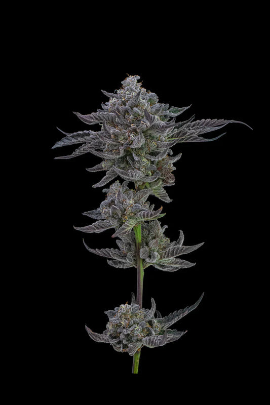 Blue Cookies (Teen)