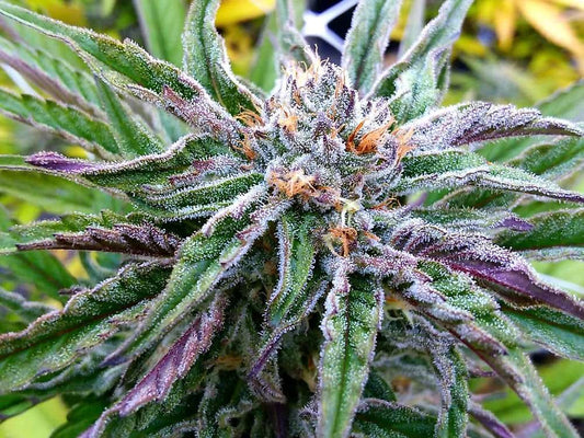 Blueberry Muffin (Teen)
