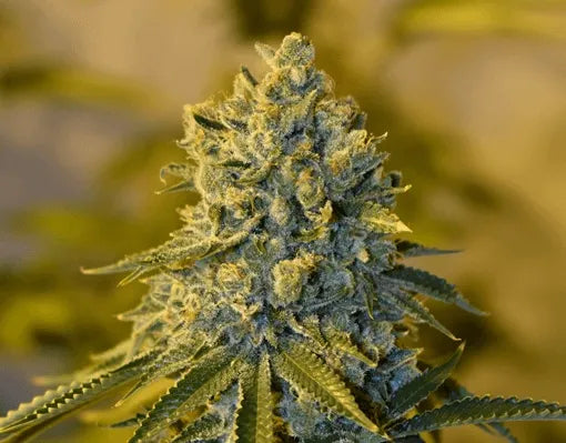 Bruce Banner (Teen)
