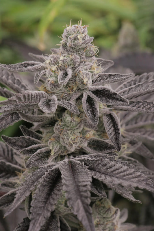 Apple Fritter (Teen)