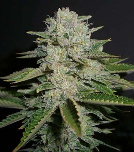 Sour Diesel